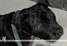 Dog owner expresses concern as authorities remove AmStaff Baku for investigation after complaint in Hong Kong