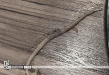 TamJai SamGor outlet in Tai Wai faces prosecution after alleged cockroach found in noodles