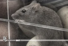 ParknShop faces fresh hygiene outcry after rat filmed eating fruit at Prince Edward branch