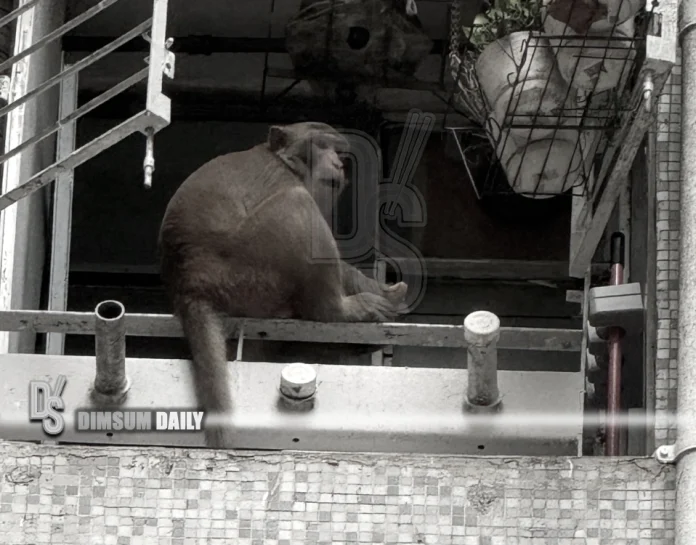 Monkey Hang Hau-2-23