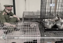 Vietnamese authorities dismantle cat theft syndicate responsible for thousands of stolen animals