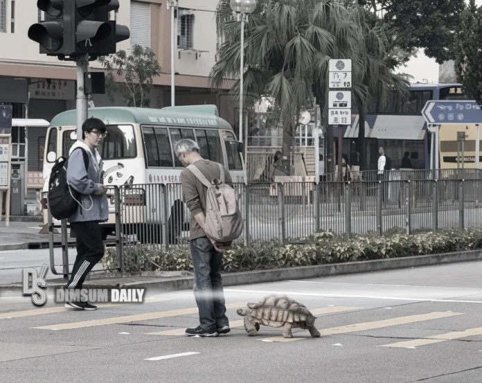 Elderly man escorts giant tortoise across Chai Wan Road