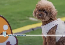 Asia Outdoor Pet Fest brings pets and owners together at Kai Tak Sports Park this November