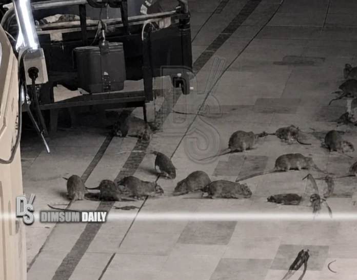 Hung Hom rats